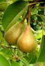 گلابی